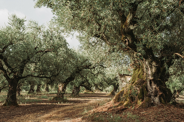 Olive Grove on the island of Greece. plantation of olive trees